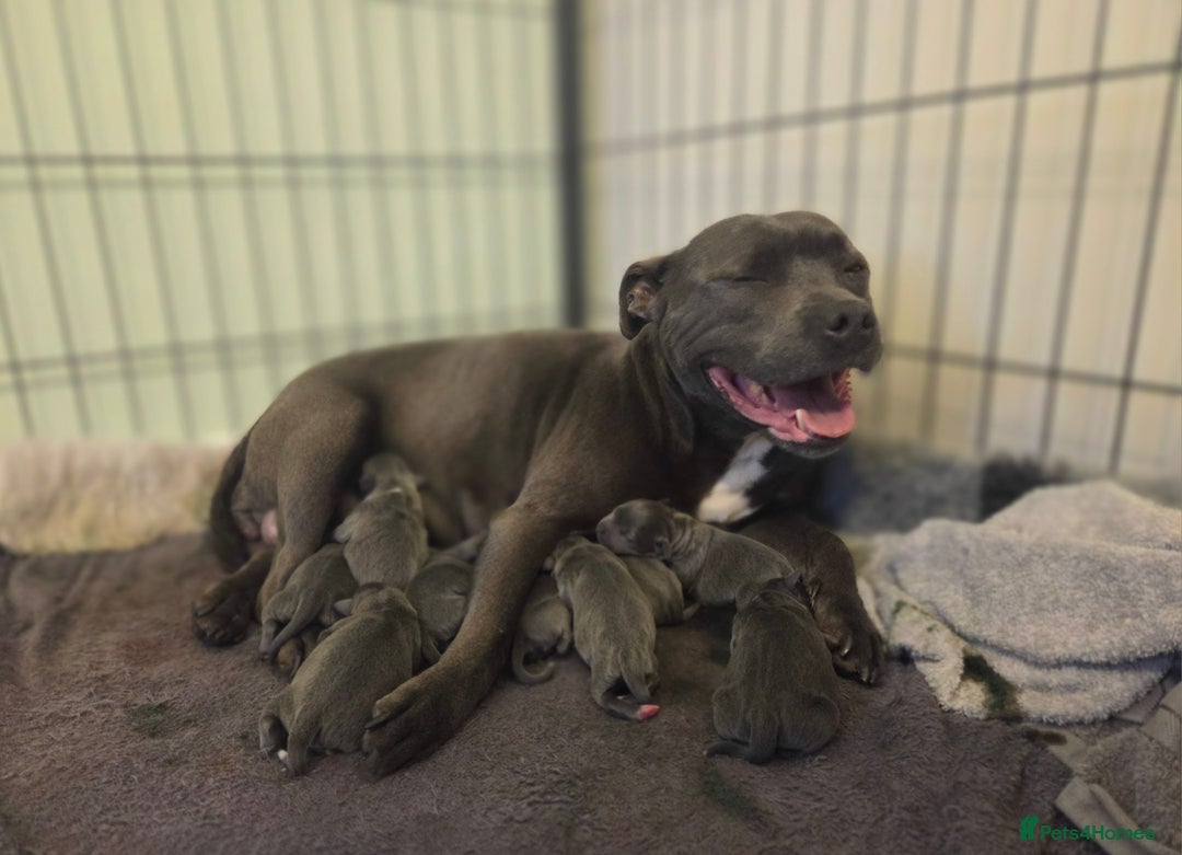 Staffordshire Bull Terrier dogs for sale: Reduced, remaining 2 KC Blue SBT - Image 19