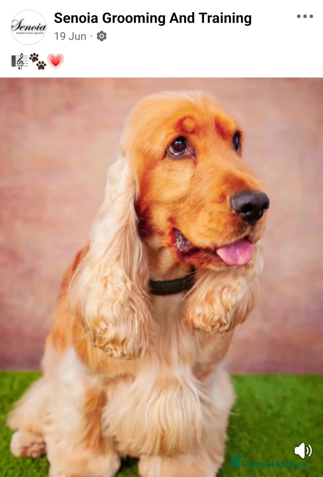 Cocker Spaniel dogs for sale: Health tested Show Cocker Spaniel puppies - Advert 4