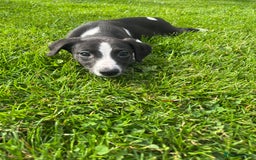 Whippet dogs for sale: Whippets  - Image 11
