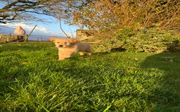 Golden Retriever dogs for sale: KC Registered Golden Retrievers - Image 8