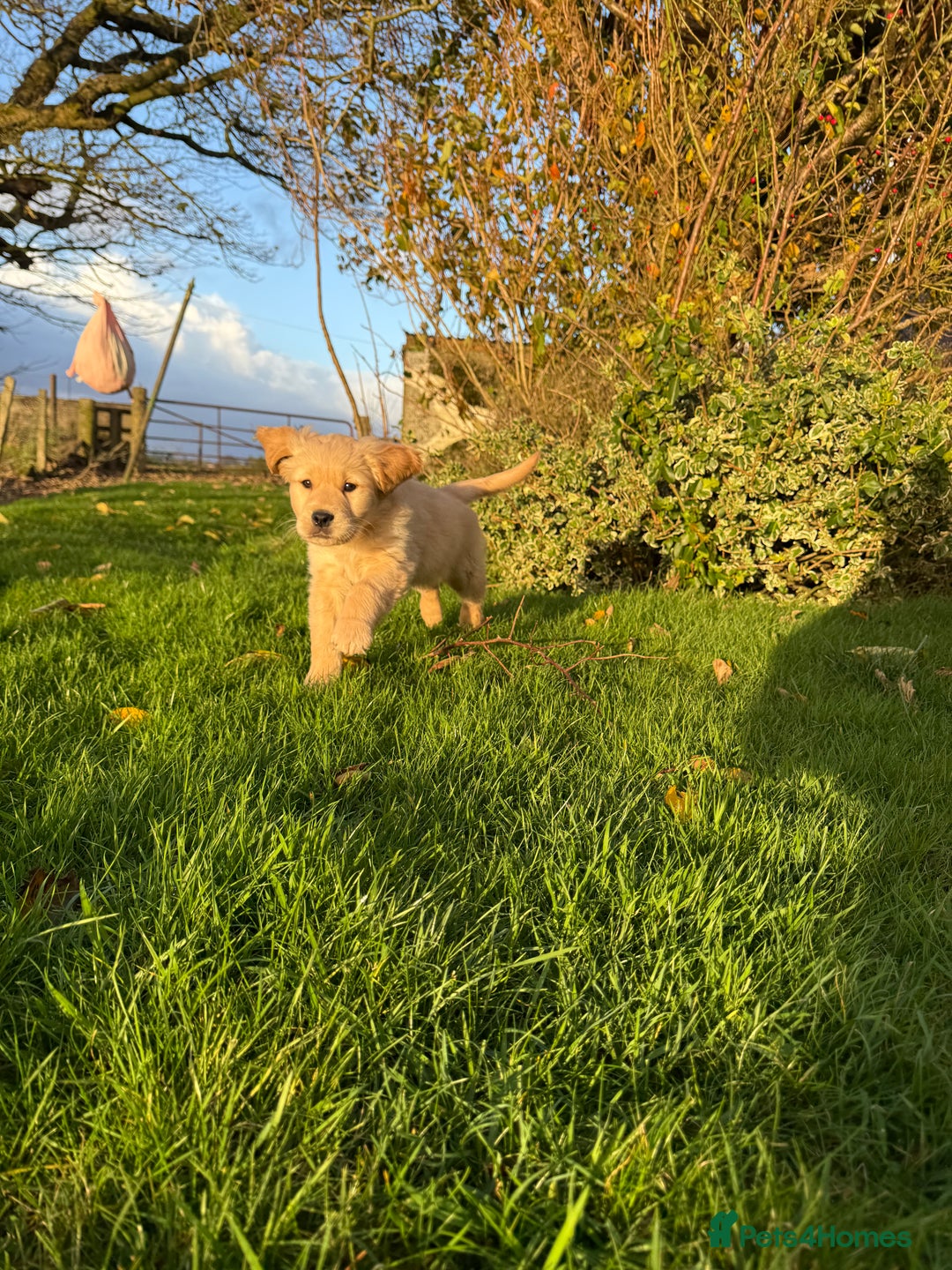 Golden Retriever dogs for sale: KC Registered Golden Retrievers - Image 8