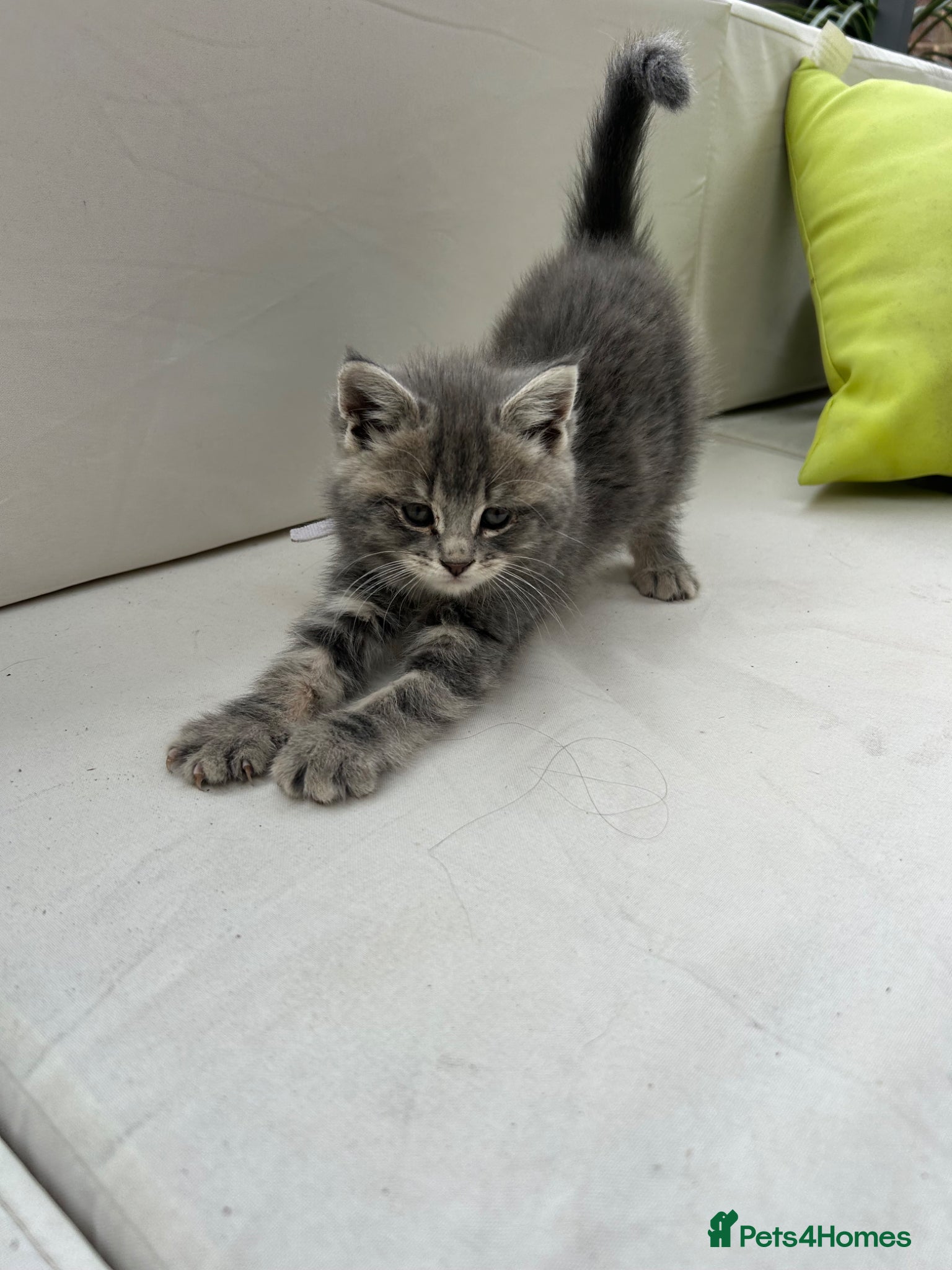 Maine Coon cats Mainecoon kittens grey smoke coats 1 LEFT  - Advert 17