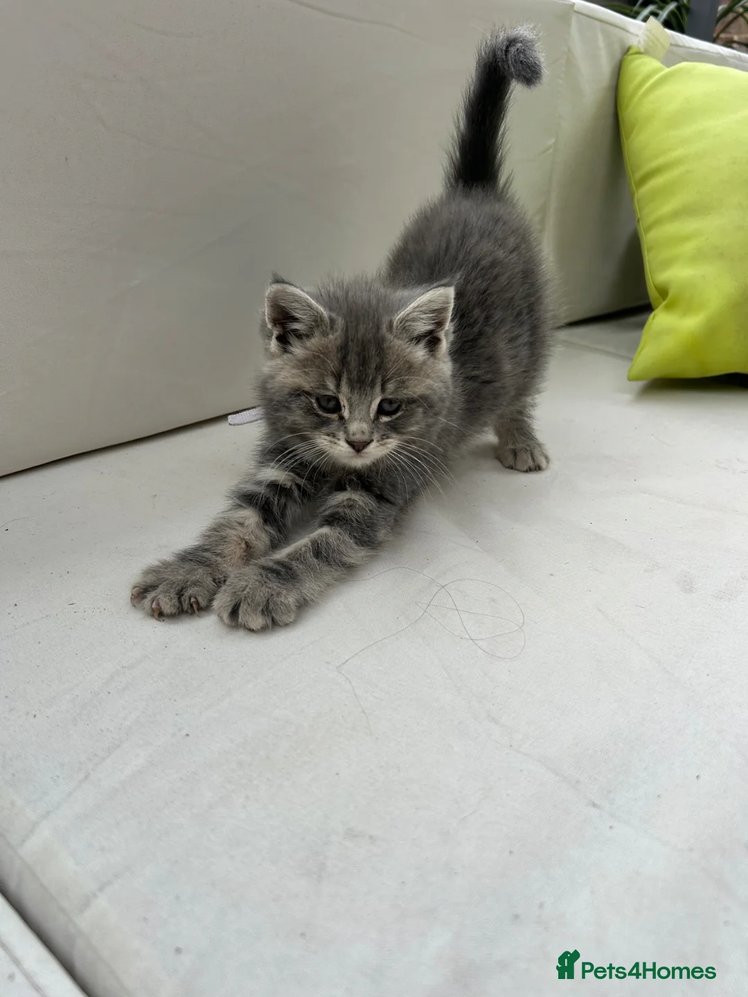 Maine Coon cats for sale: Mainecoon kittens grey smoke coats 1 LEFT  - Advert 1