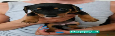 Jackshund 4