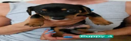 Jackshund dogs for sale: DachshundxJack Russell Puppies  in Martock - Advert 19