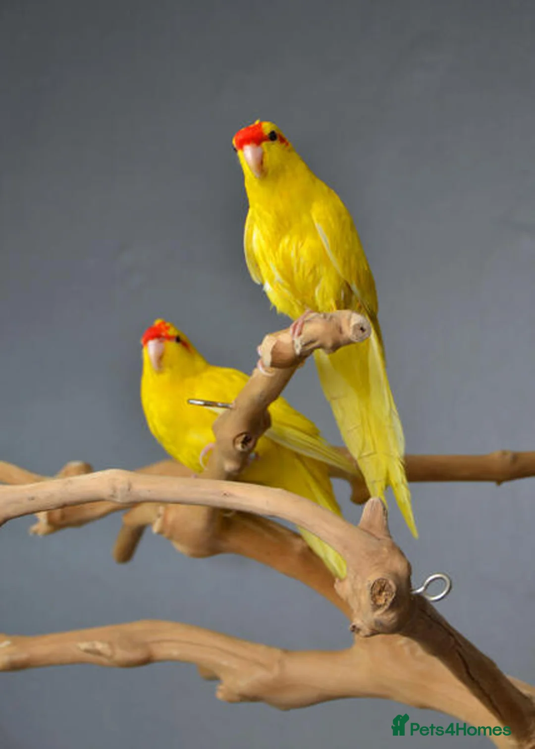Parrots birds for sale: Friendly Parrots–Talkative, Playful & Hand-Raised in Watford - Advert 4