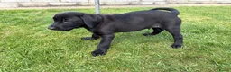 Labrador Retriever dogs for sale: 1 left boy Black Labrador Puppy for sale Cornwall  - Advert 3