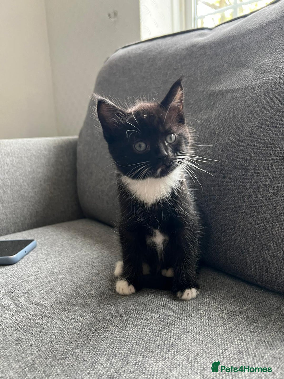 Maine Coon cats for sale: Little Half Main Coons - Advert 38