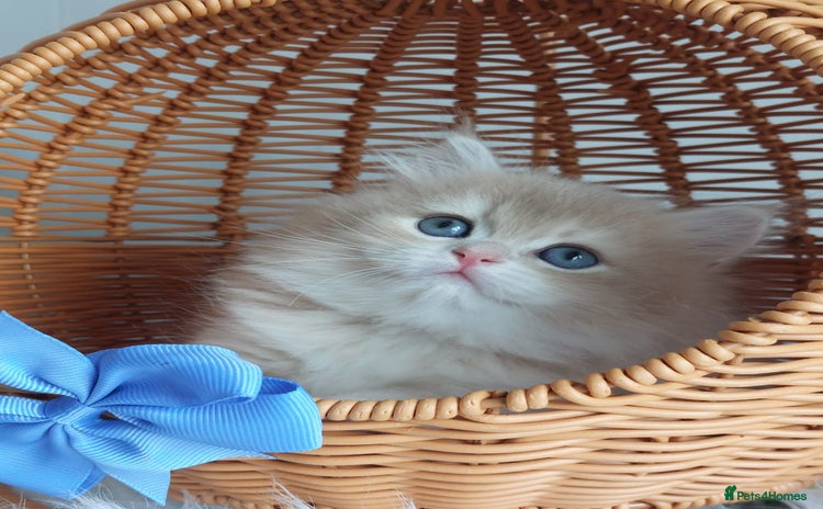 British Longhair cats - Advert 4