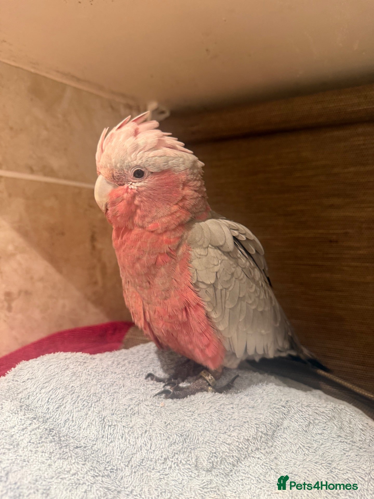 Cockatoo birds DNA male galah baby - Advert 13