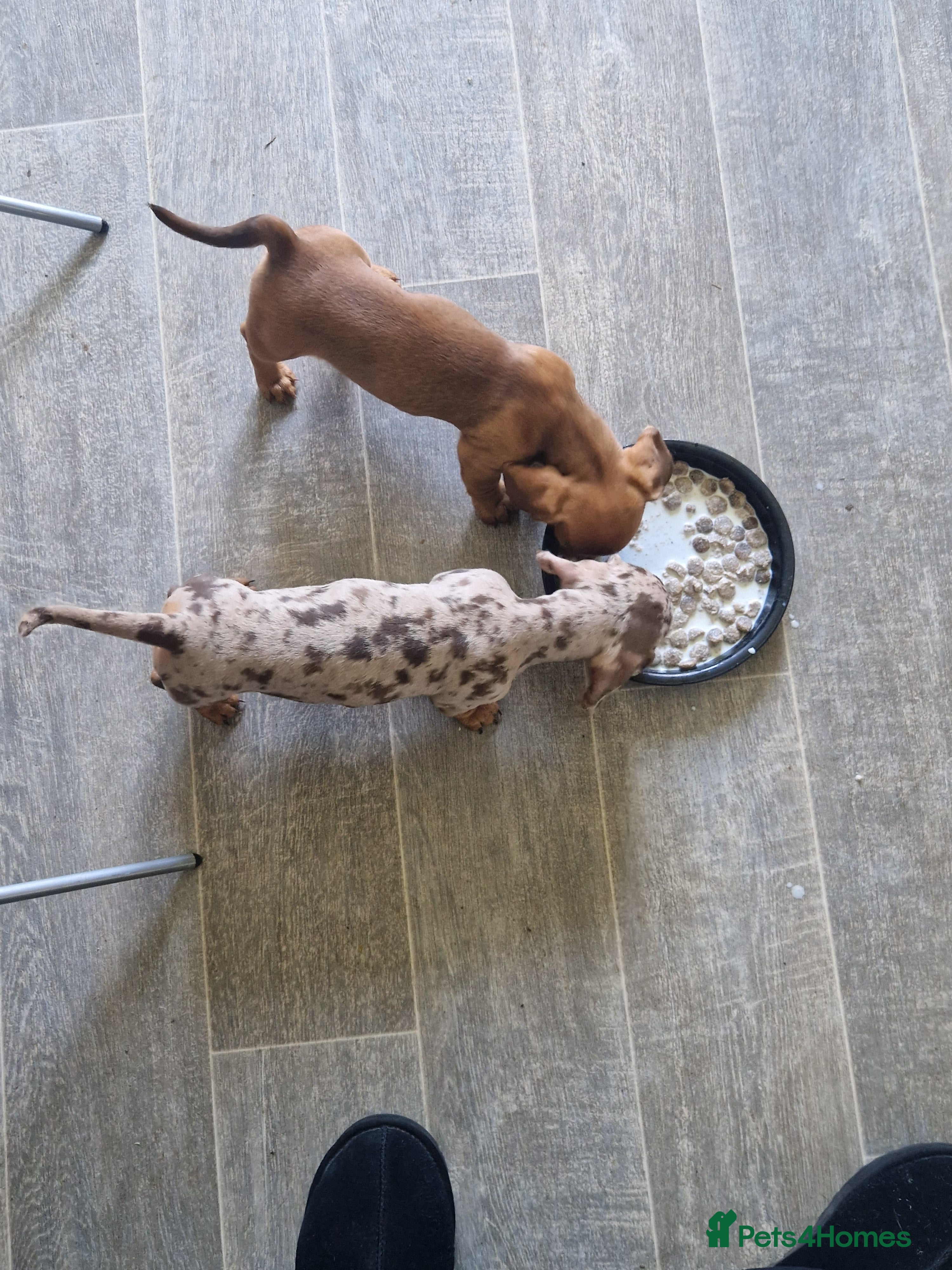 Miniature Dachshund dogs Kc registered miniature dachshund  - Advert 19