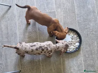 Miniature Dachshund dogs Kc registered miniature dachshund - Advert 19