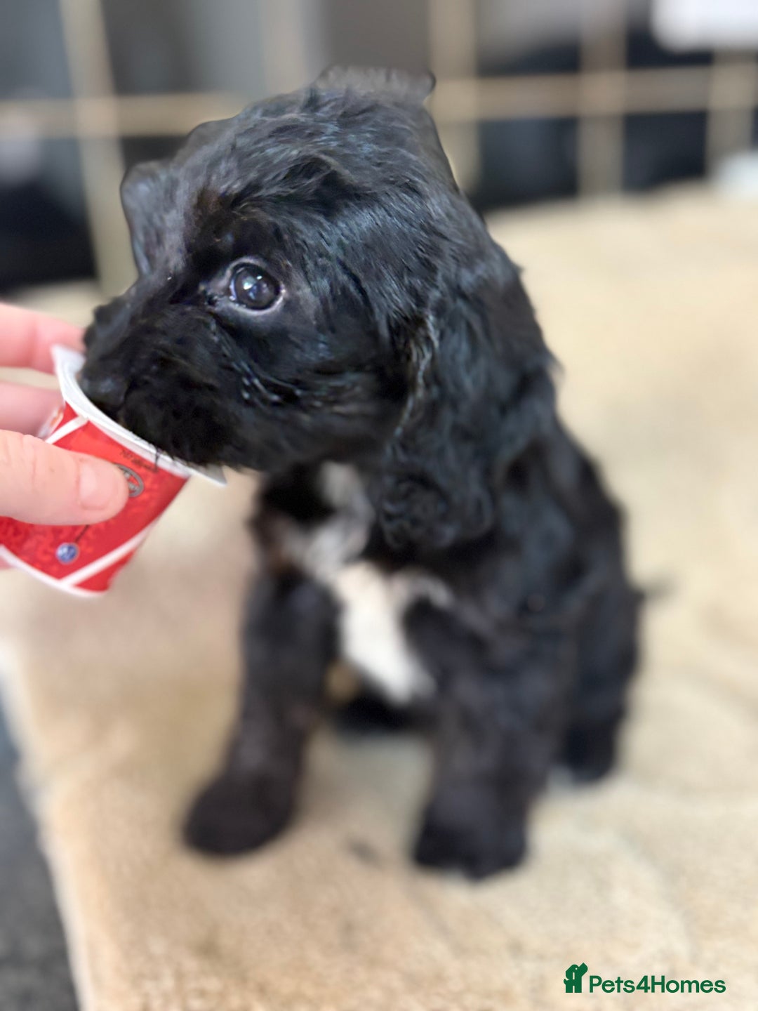 Cockapoo dogs for sale: 🍭stunning F1 cockerpoos🍭 in Spennymoor - Image 14
