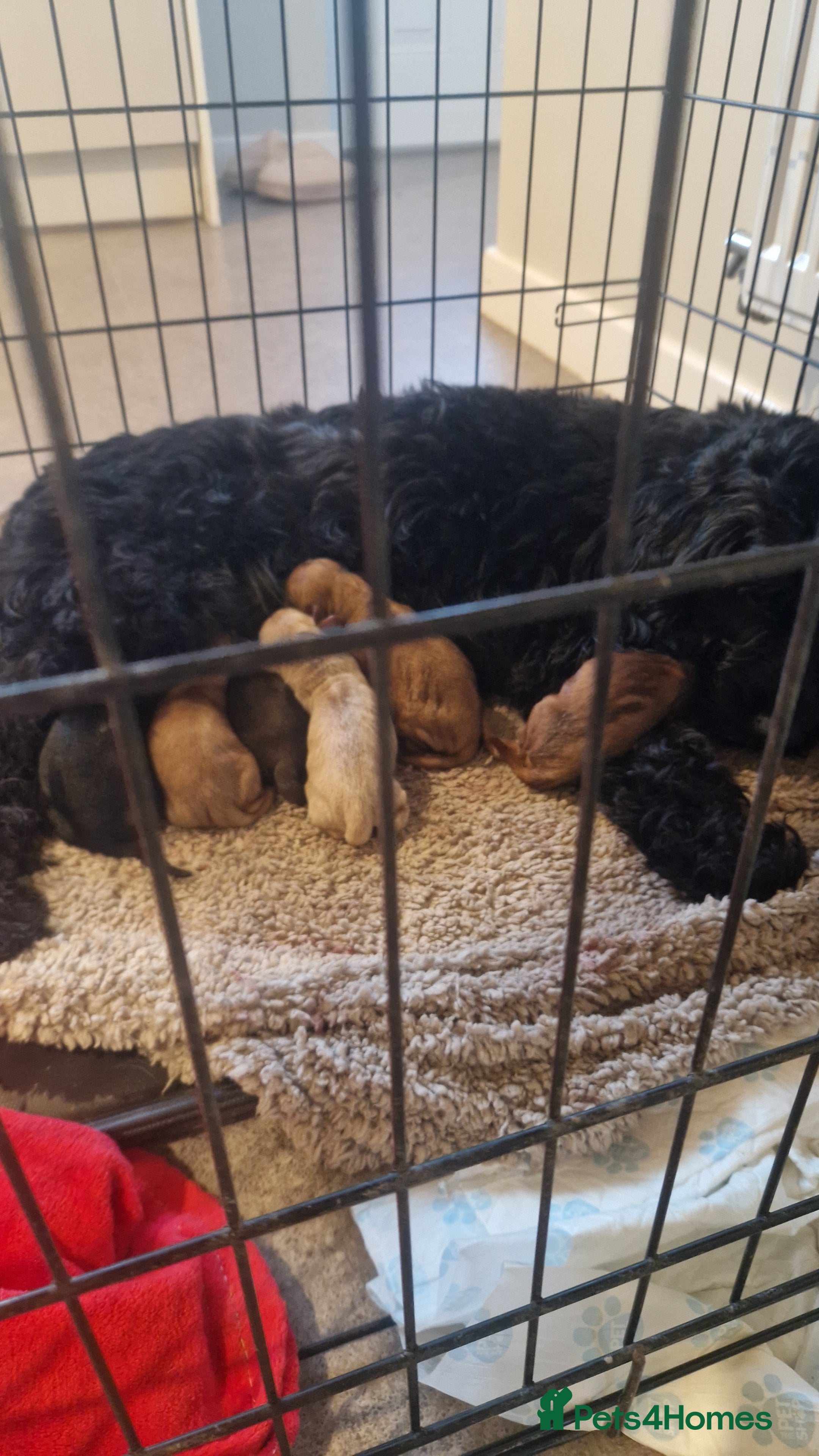 Cockapoo dogs 6 beautiful F2 cockapoos for sale!    - Advert 10
