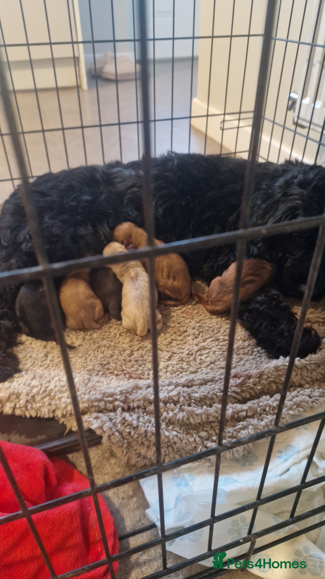 Cockapoo dogs for sale: 6 beautiful F2 cockapoos for sale!    - Advert 1