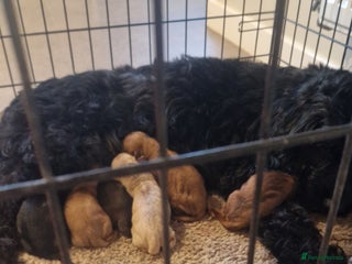Cockapoo dogs 6 beautiful F2 cockapoos for sale! - Advert 1