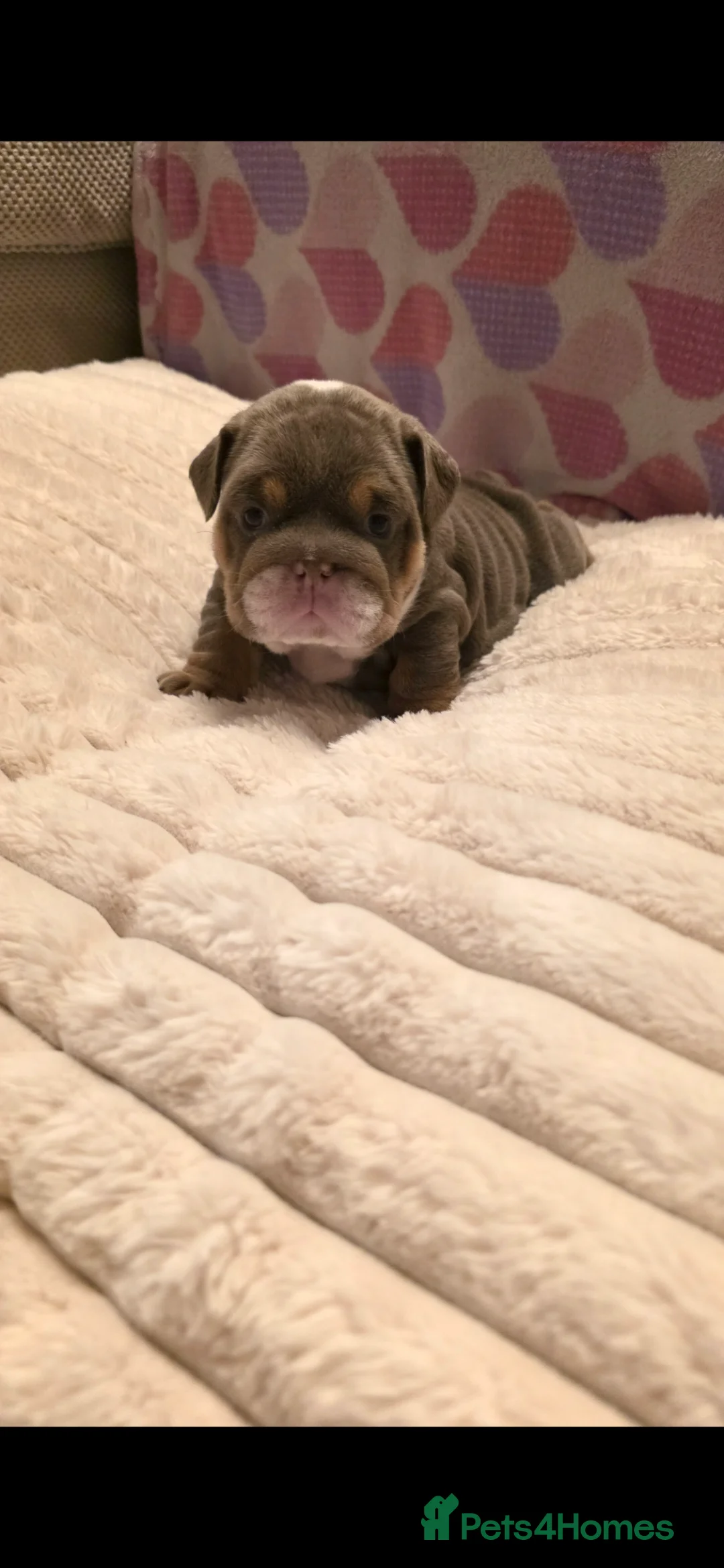 English Bulldog dogs for sale: Litter of 7 English Bulldogs - Advert 1
