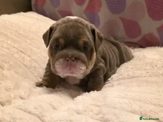 English Bulldog dogs Litter of 7 English Bulldogs - Advert 1