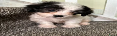 Oreo 
