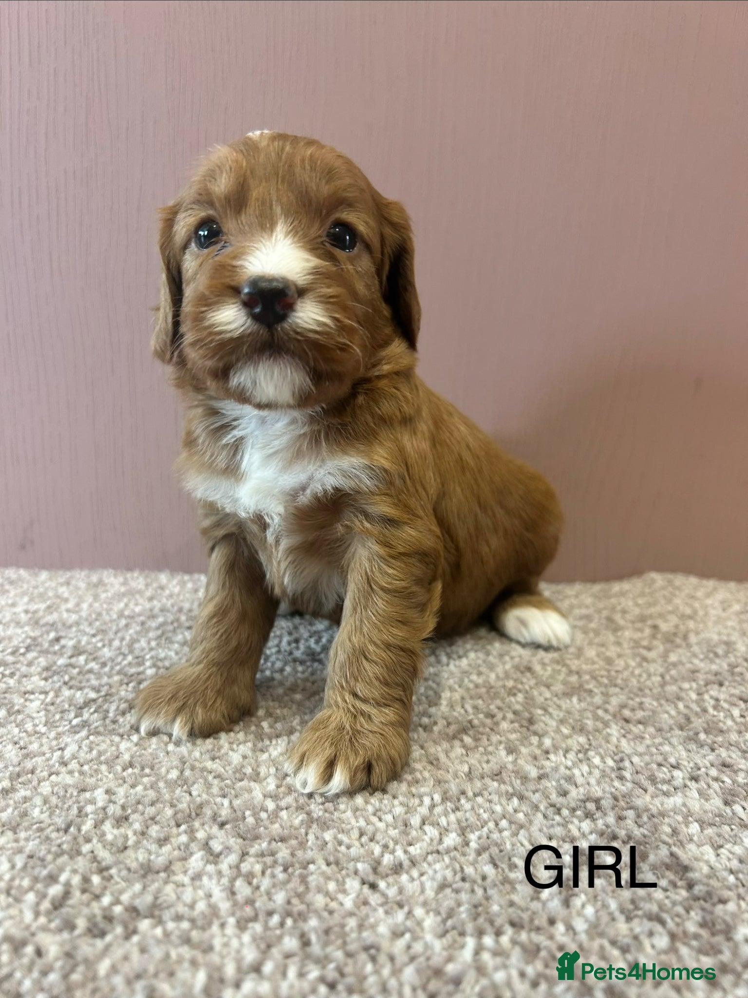 Cockapoo dogs for sale: F1 cockapoo puppies  - Advert 1