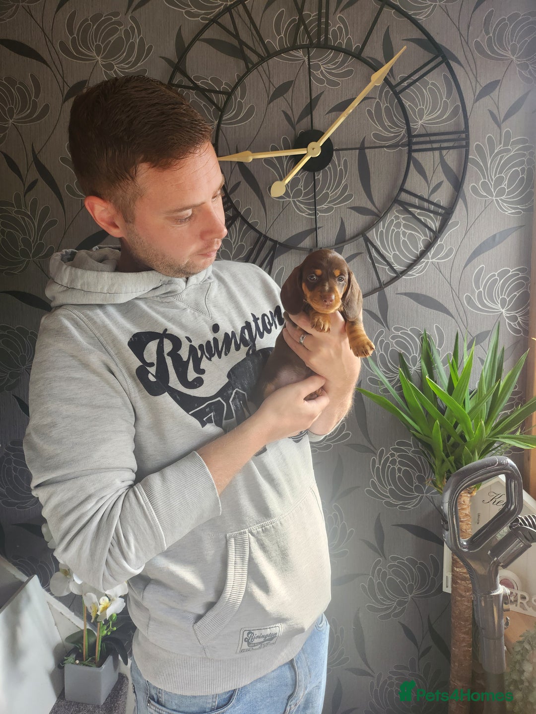 Miniature Dachshund dogs for sale: Mini choc and tan dachshund puppies in Congleton - Image 15