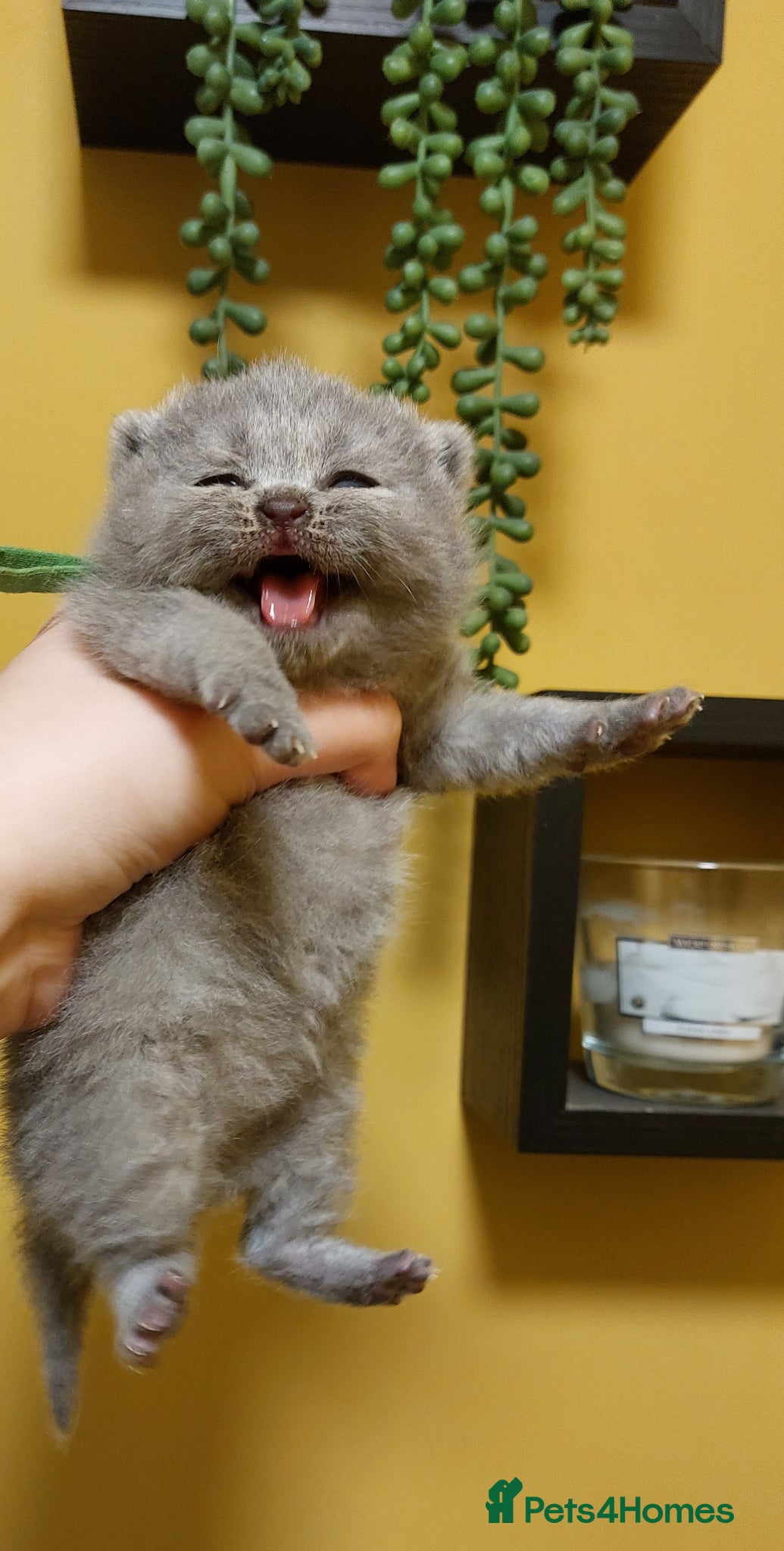 British Shorthair cats 🏆❤️‍🔥IMPECCABLE LAST BABY🌟CHAMPIONS🏆🐻🐾 - Advert 2