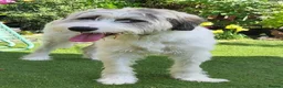 Mixed Breed dogs for adoption: RAYNA - Advert 5