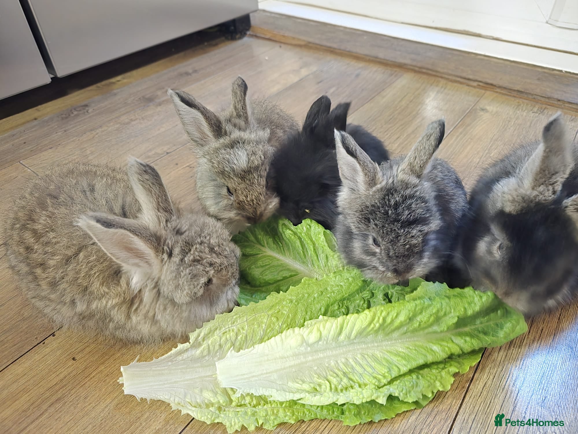 Angora rabbits Angora bunnies , English Angora rabbits  - Advert 3