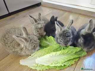 Angora rabbits Angora bunnies , English Angora rabbits - Advert 3