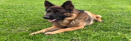 German Shepherd dogs for sale: Incredible KC reg German Shepherd - Advert 6