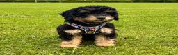 Aussiedoodle dogs for sale: F1b Miniature Aussiedoo puppies - Advert 4
