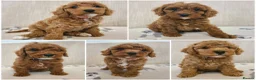 Cavapoo dogs for sale: Beautiful Red Cavapoo Puppies F1bb - Advert 15