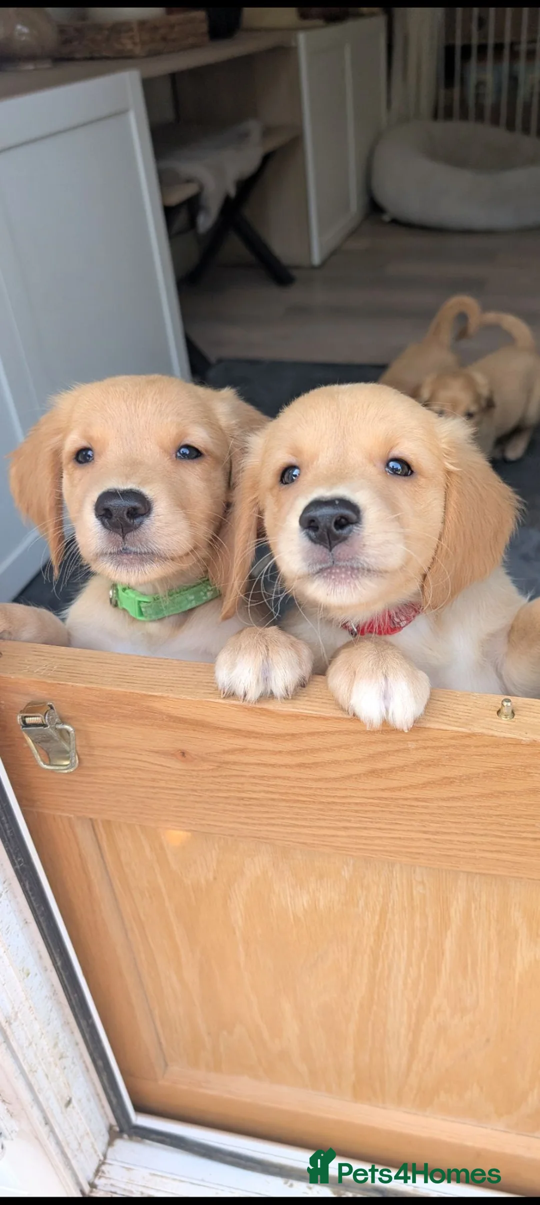 Golden Retriever dogs for sale: Beautiful KC registered Golden Retriever puppies  - Advert 2