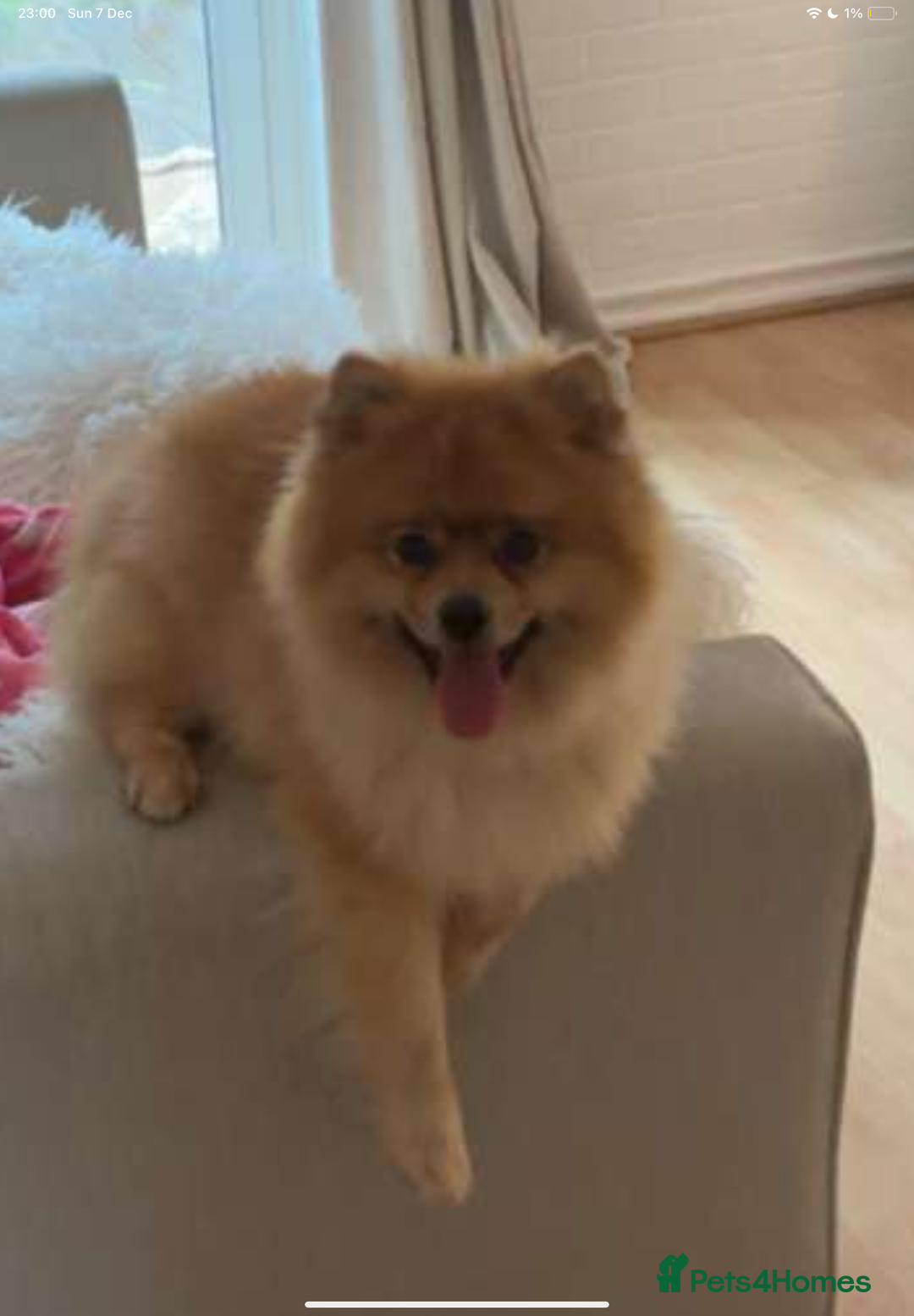 Pomeranian dogs for sale: 2 year old Pomeranian dog  - Advert 2