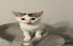 British Shorthair cats for sale: Male kitten  - Image 5