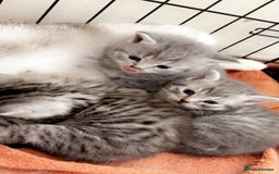 British Shorthair cats for sale: British Shorthair Kittens For Sale - Image 4
