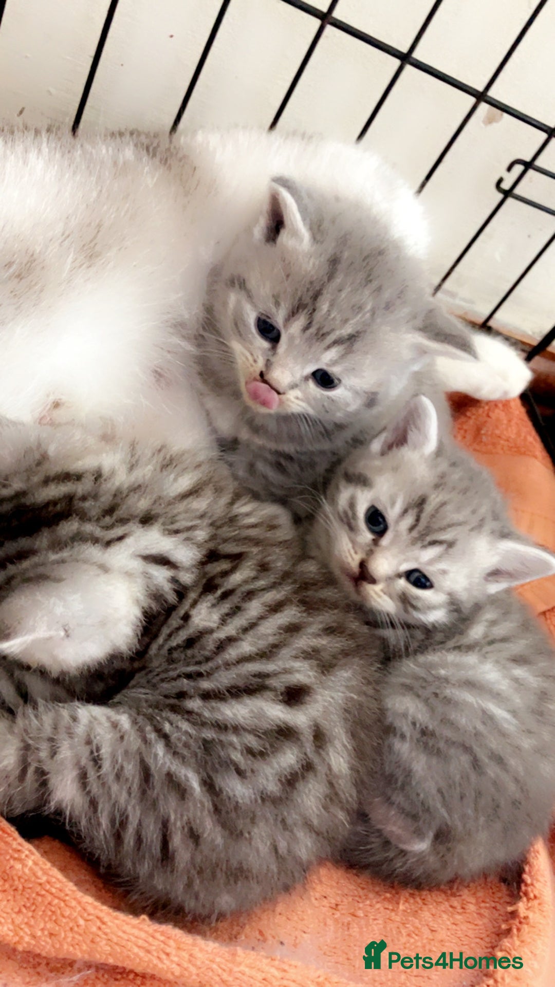 British Shorthair cats for sale: British Shorthair Kittens For Sale - Image 4
