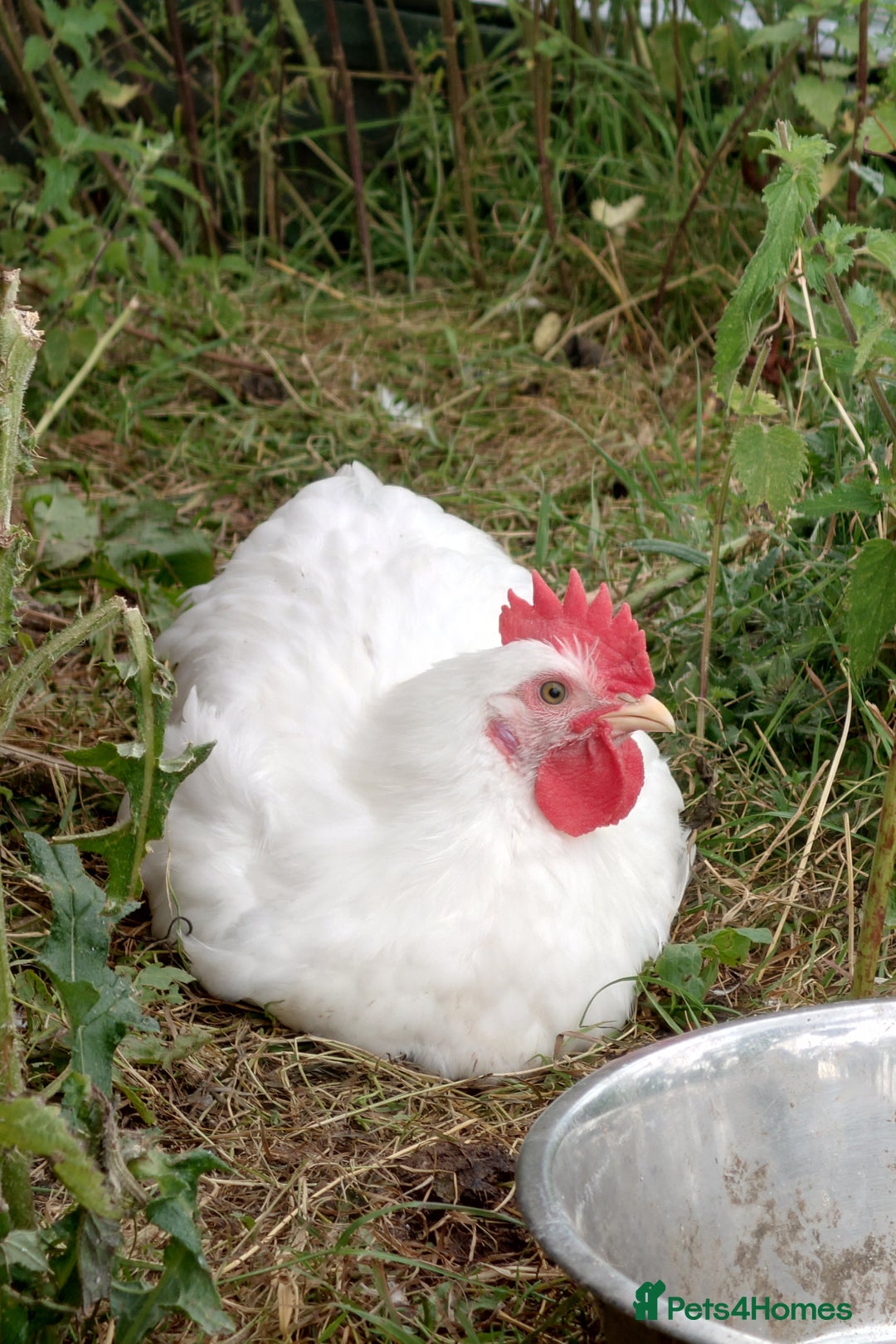 Chickens poultry for sale: x2 White star Cockerels - Image 5