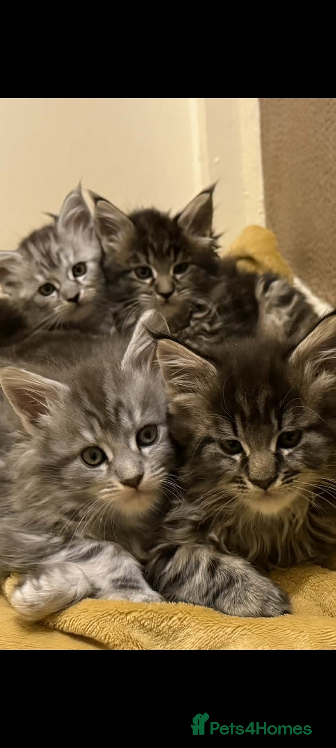 Maine Coon cats Maine coone kittens  - Advert 2