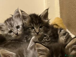 Maine Coon cats Maine coone kittens - Advert 12