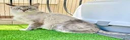 Mixed Breed cats for adoption: Male Indoor Sensitive Rescue Cat for Adoption in Carshalton - Advert 3