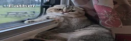 Scottish Fold cats for sale: Beautiful Scottish fold/straight kittens ❤️ - Advert 1