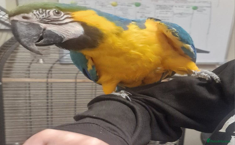 Parrots birds - Advert 1
