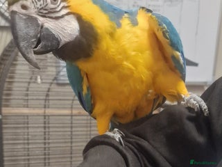 Parrots birds - Advert 3