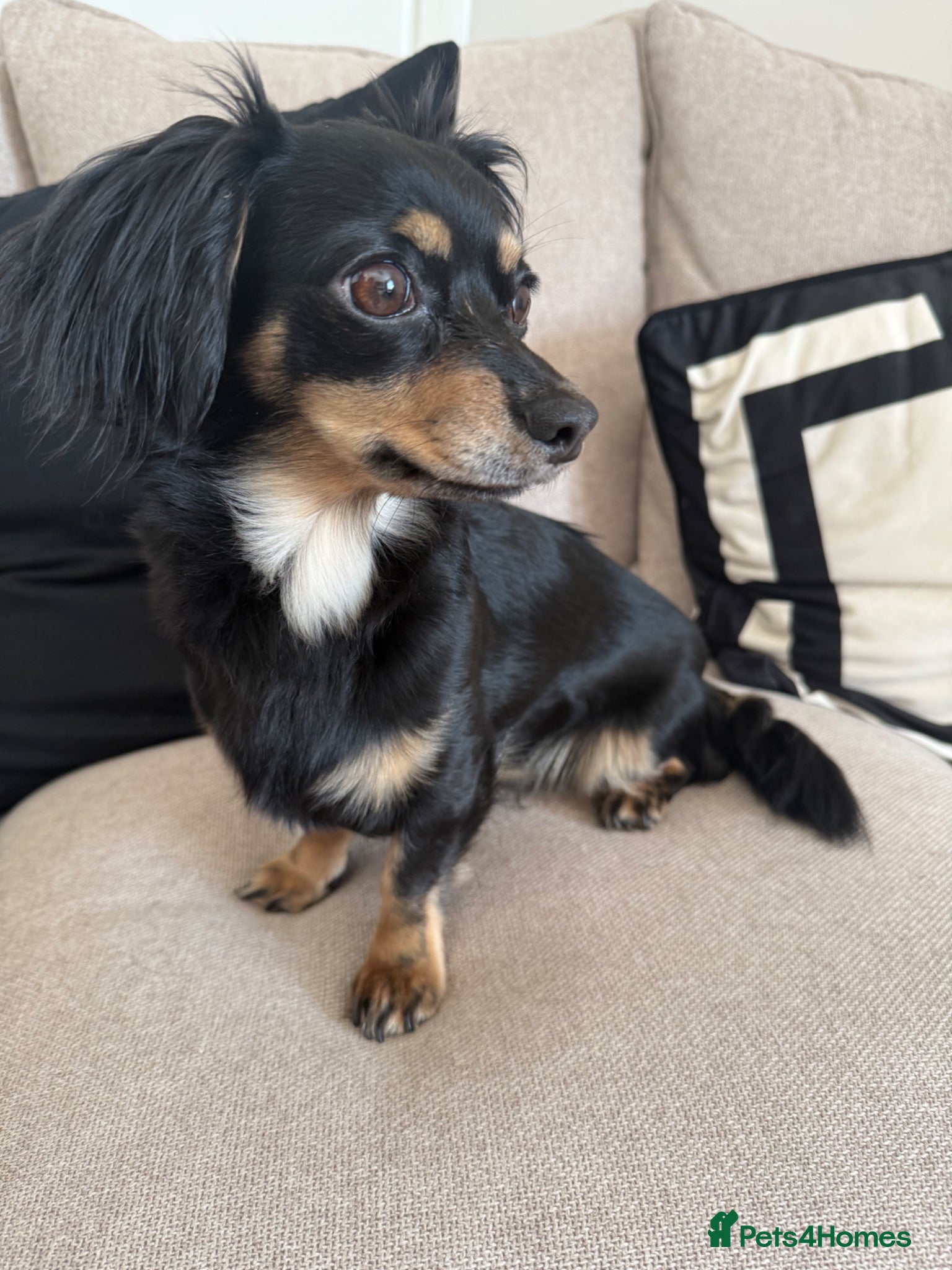 Mixed Breed dogs Chiweenie 2 year old girl - Advert 7