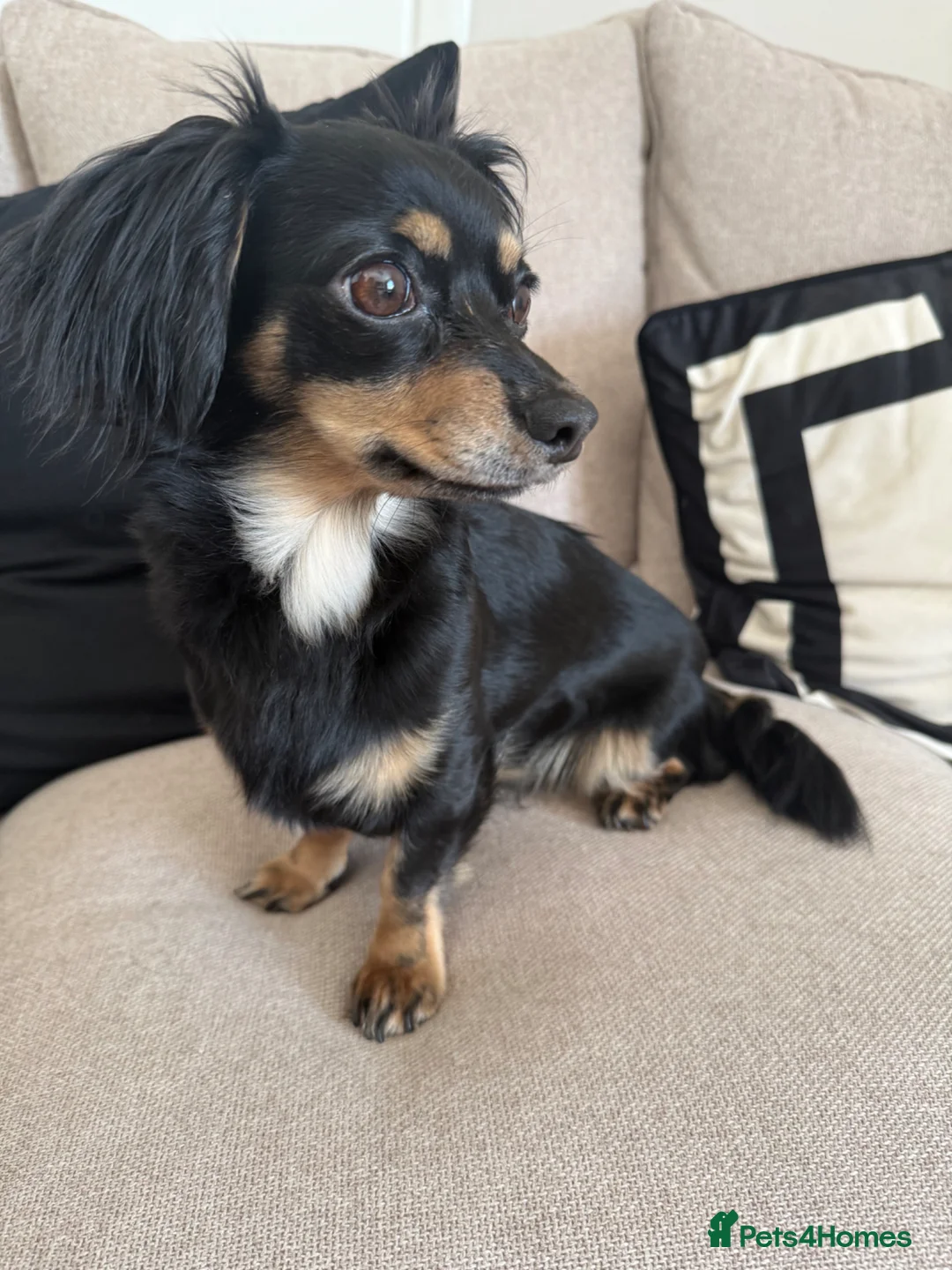 Mixed Breed dogs for sale: Chiweenie 2 year old girl in Salford - Advert 1