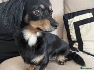 Mixed Breed dogs Chiweenie 2 year old girl - Advert 2