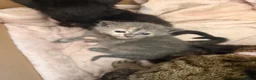 Mixed Breed cats for sale: 3 beautiful female kittens  - Advert 9