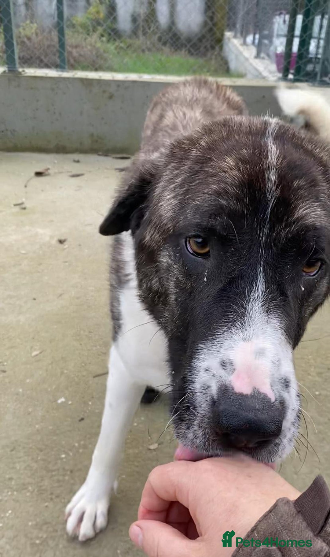 Mixed Breed dogs for adoption: Betty Boop, 3-4 yrs. Available for adoption. - Advert 8