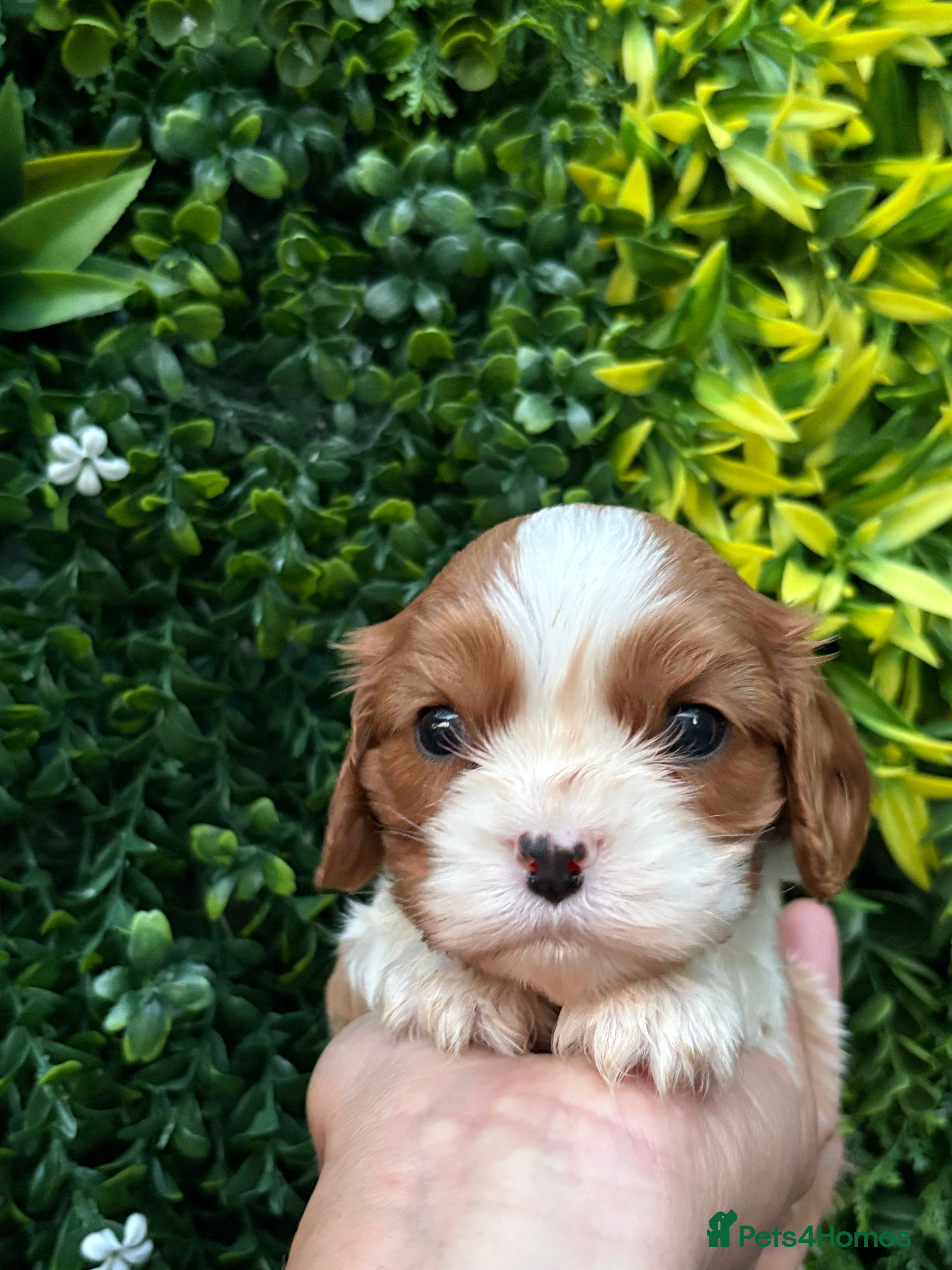 Cavalier King Charles Spaniel dogs CLEAR HEALTH TESTED cavalier King Charles pups - Advert 2